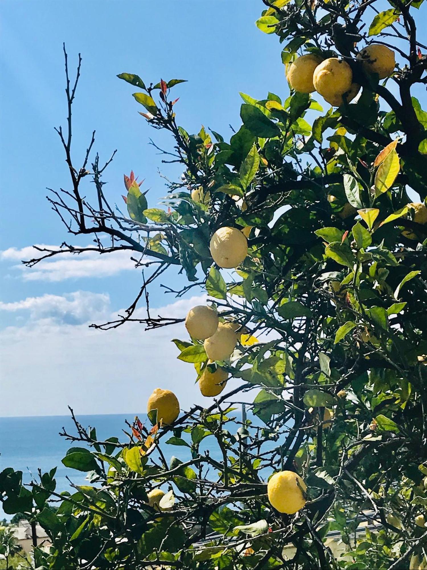 Cav Gli Ulivi Di Bogliasco Villa Exteriör bild